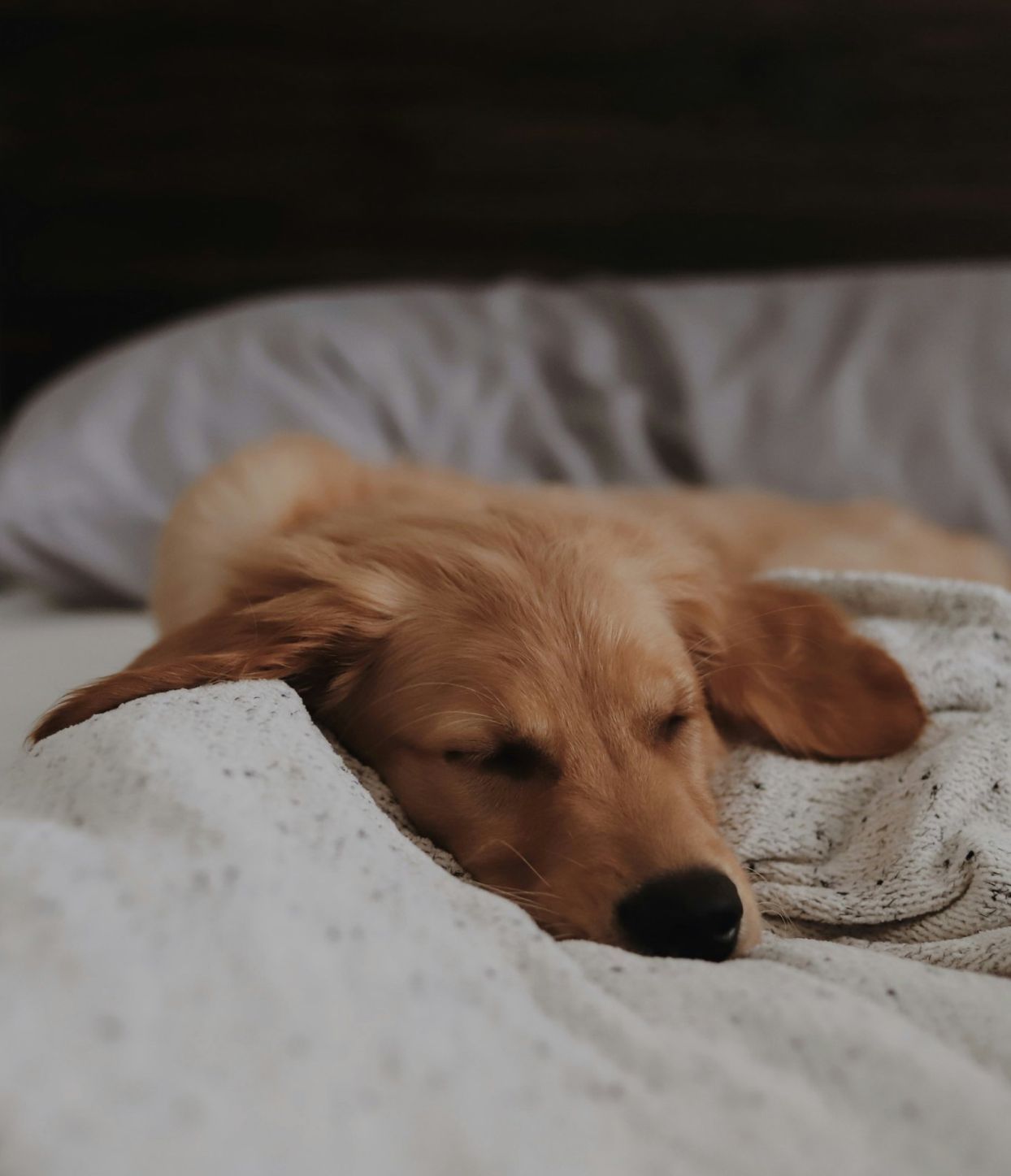 The Sloan at LoSo apartments in Charlotte, NC golden retriever puppy sleeping in a bed